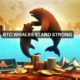 Diving into Bitcoin whale activity: 15 thousand BTC acquired in 2 days