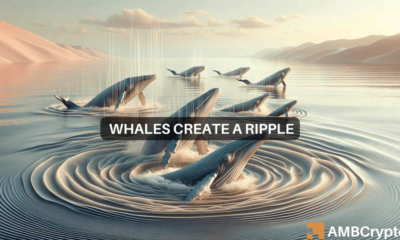 XRP Whales Acquire Over 300 Million Tokens as Altcoin Joins Rally: What Do They Know?