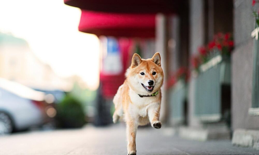 Shiba Inu is outperforming Bitcoin in 2024 and it's not even close.  But does that make it a purchase?