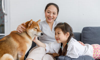 It has already risen 130% this year, can the Shiba Inu price rise even more?