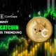 why Catcoin is trending Today