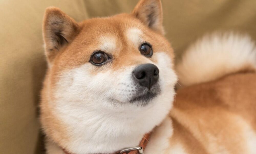 Best Meme Coin: Shiba Inu vs.