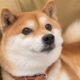 Best Meme Coin: Shiba Inu vs.