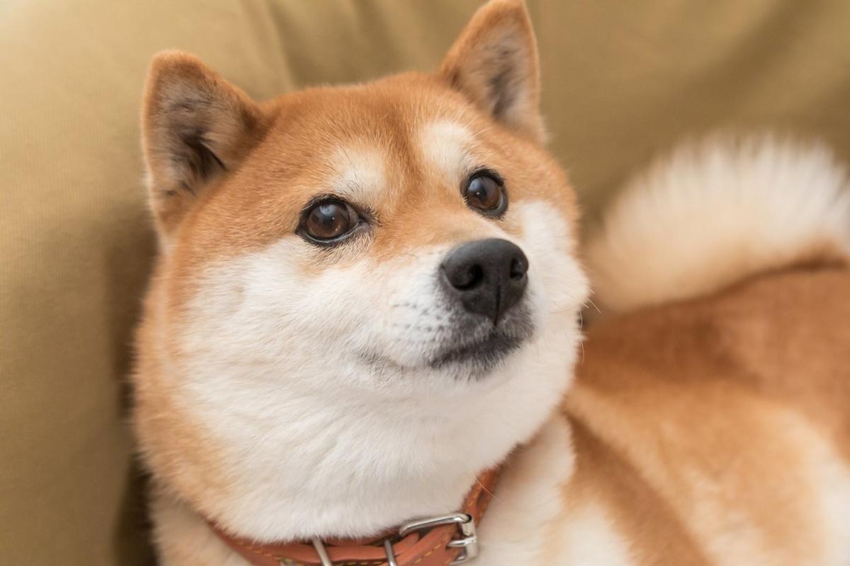 Best Meme Coin: Shiba Inu vs.