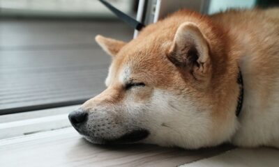 Dogecoin (DOGE) Prices Fall as Traders Bet Against the Token, “Memecoin Summer on Hold,” Some Say