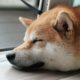 Dogecoin (DOGE) Prices Fall as Traders Bet Against the Token, “Memecoin Summer on Hold,” Some Say