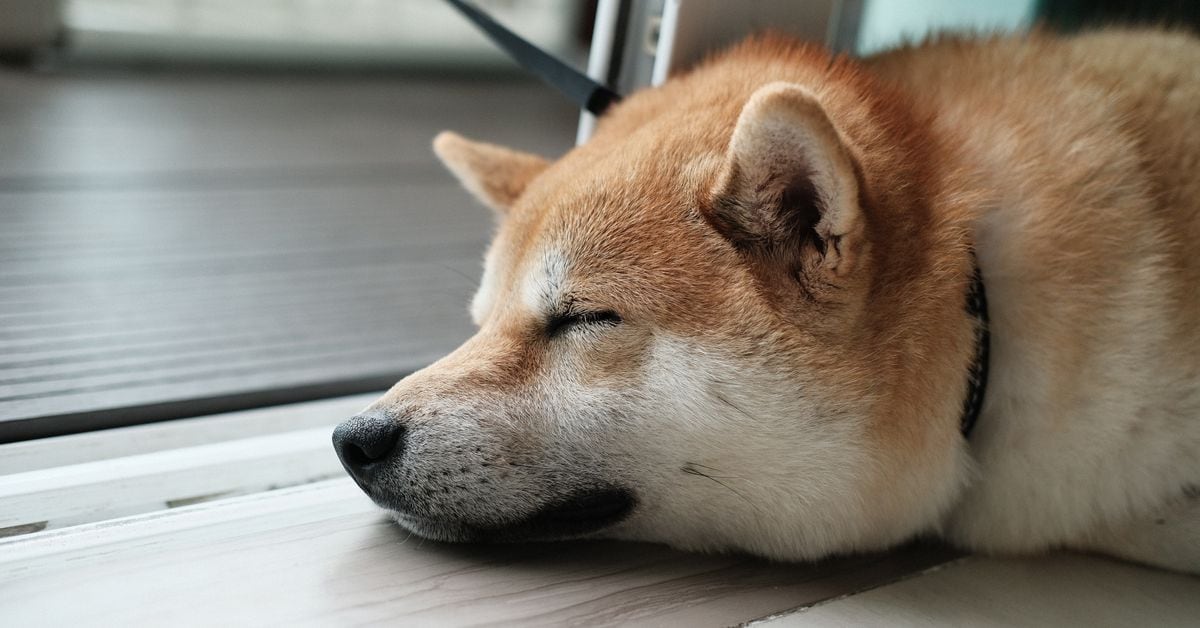 Dogecoin (DOGE) Prices Fall as Traders Bet Against the Token, “Memecoin Summer on Hold,” Some Say