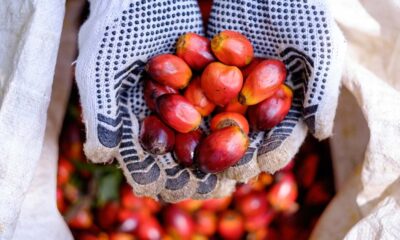 SAP and Unilever pilot blockchain technology to support deforestation-free palm oil