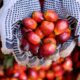 SAP and Unilever pilot blockchain technology to support deforestation-free palm oil