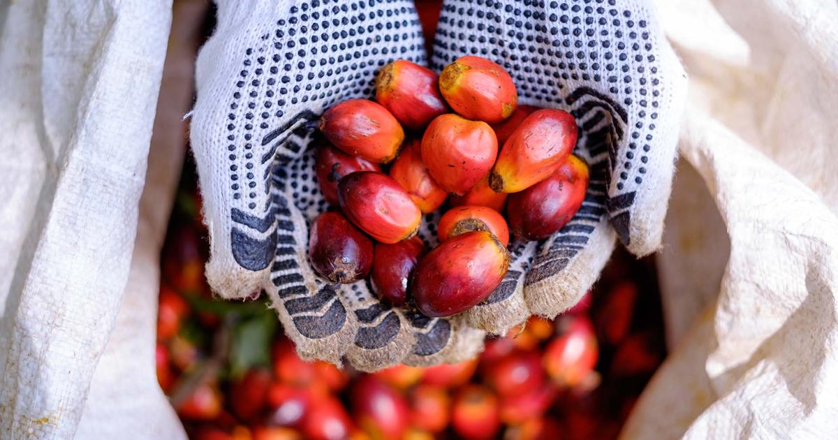 SAP and Unilever pilot blockchain technology to support deforestation-free palm oil