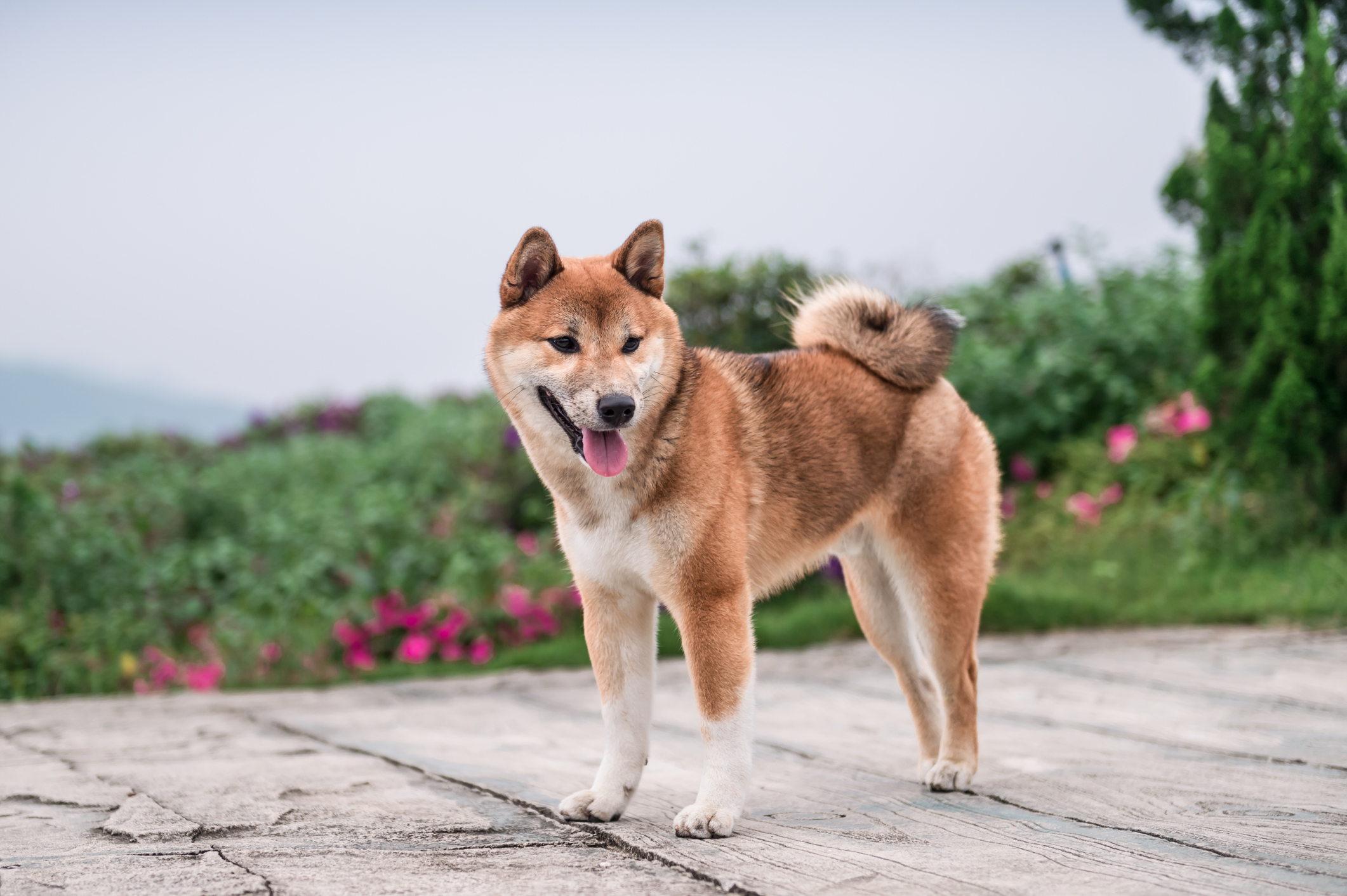 Decoding Dogecoin: Is the meme coin worth a serious investor's time?