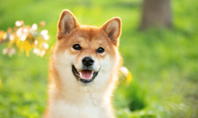 Is Shiba Inu a good buy while trading below $0.01?