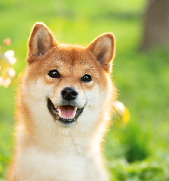 Is Shiba Inu a good buy while trading below $0.01?