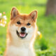 Is Shiba Inu a good buy while trading below $0.01?