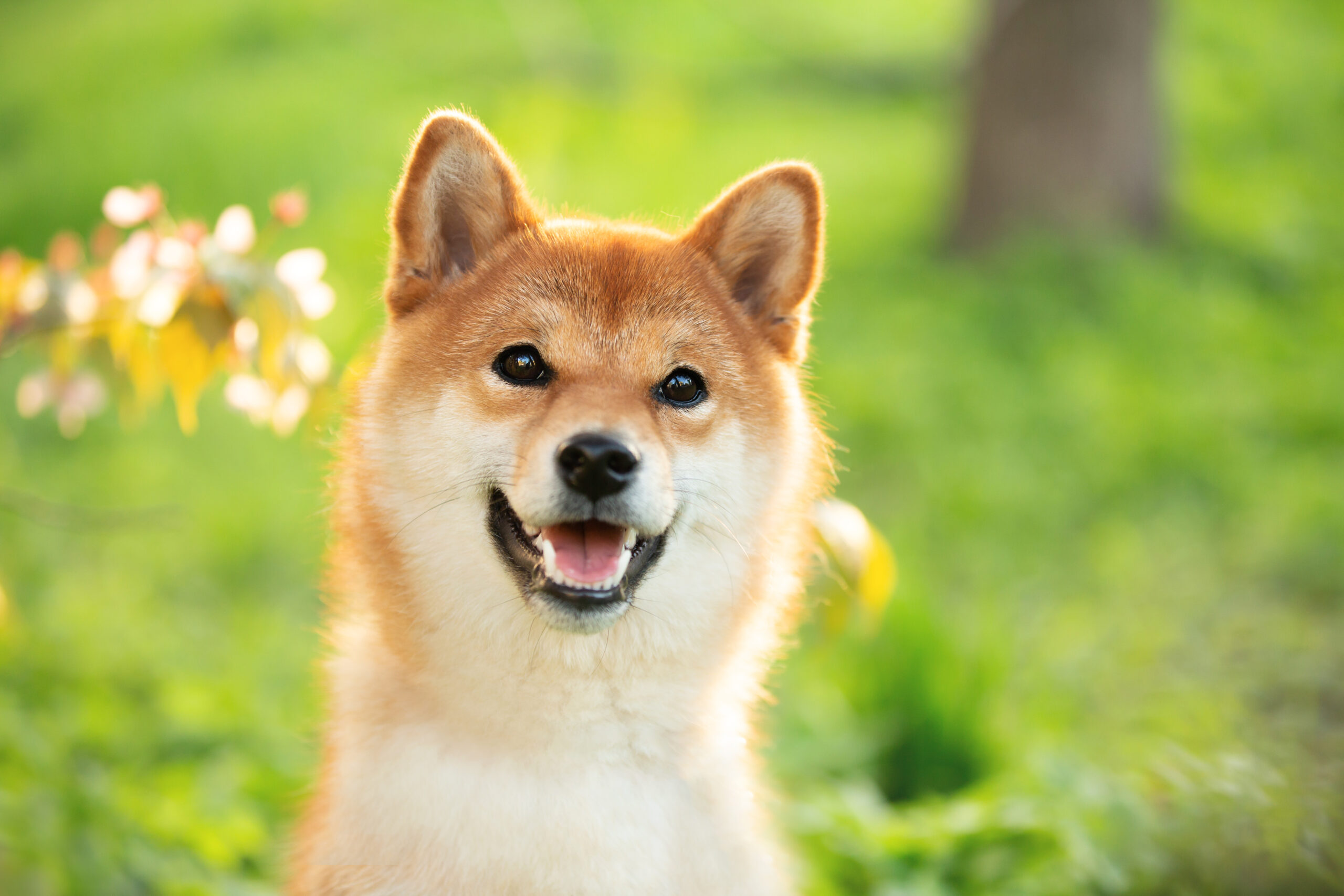 Is Shiba Inu a good buy while trading below $0.01?